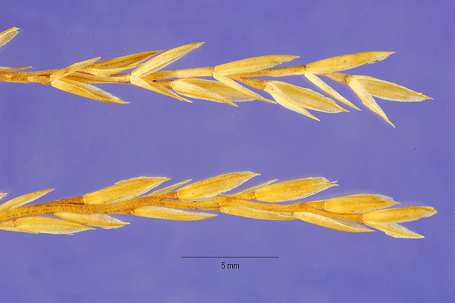 Image of early hair-grass