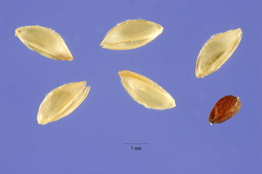 Слика од Cynodon plectostachyus (K. Schum.) Pilg.