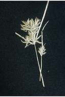 Image of manyspike flatsedge