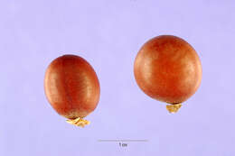 Image of Wrinkle Pod Mangrove