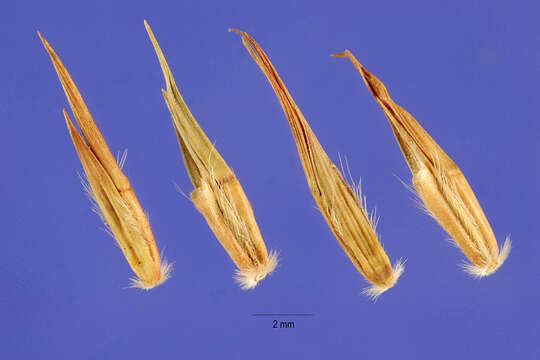 صورة Cymbopogon refractus (R. Br.) A. Camus