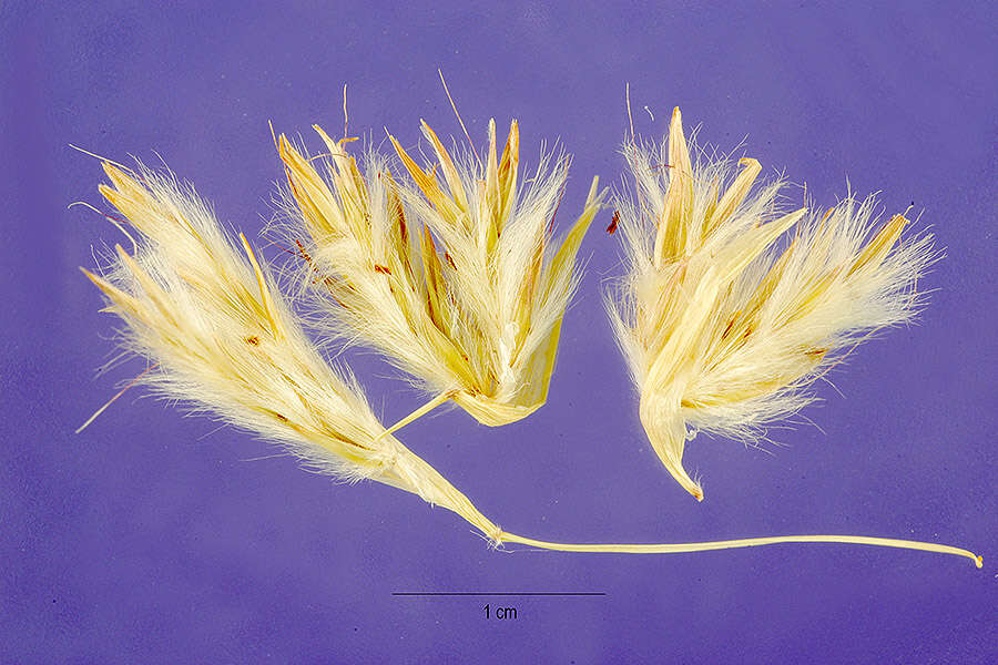 Image of camel grass