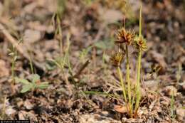 Image of bearded flatsedge