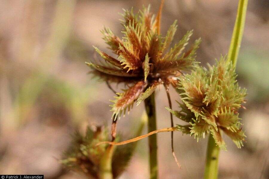 Image of bearded flatsedge