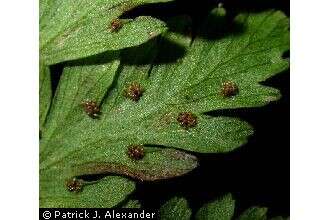 Image of upland brittle bladderfern