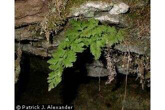 Image of upland brittle bladderfern