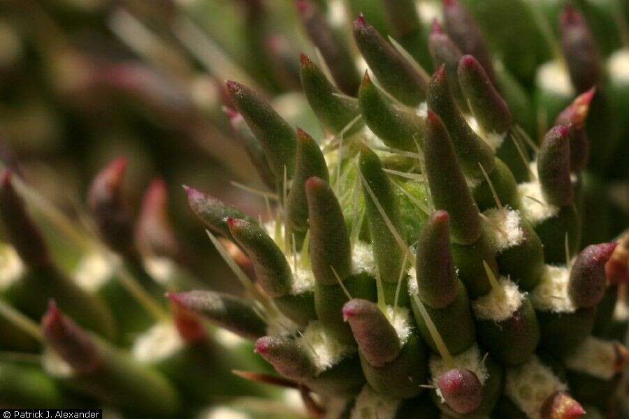 Image de Cylindropuntia viridiflora (Britton & Rose) F. M. Knuth