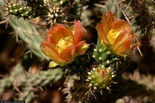 Image de Cylindropuntia viridiflora (Britton & Rose) F. M. Knuth