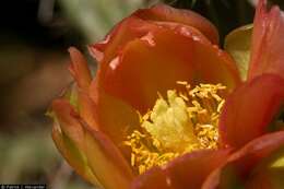 Image de Cylindropuntia viridiflora (Britton & Rose) F. M. Knuth