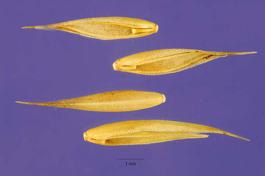 صورة Dactylis glomerata subsp. lobata (Drejer) H. Lindb.