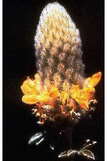 Image de Dalea aurea C. Fraser