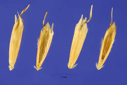 Image of California oatgrass