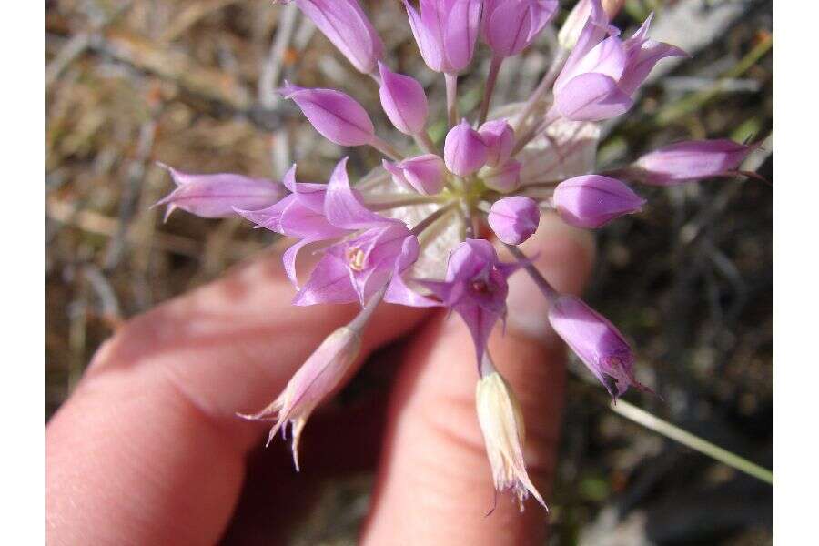 Image de Allium acuminatum Hook.