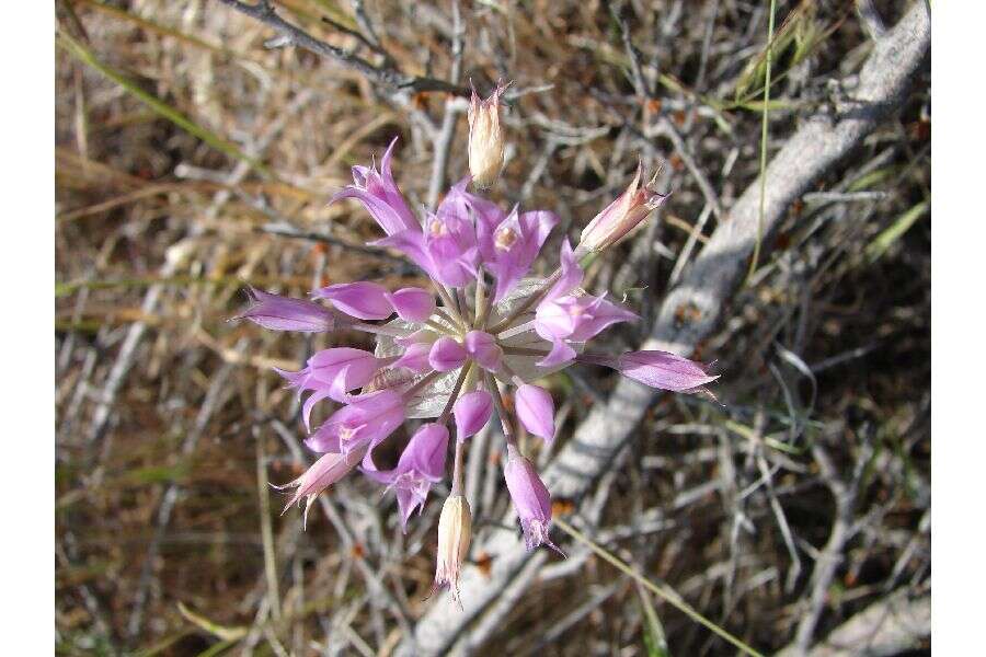 Image de Allium acuminatum Hook.