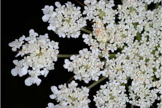 Imagem de Daucus carota L.