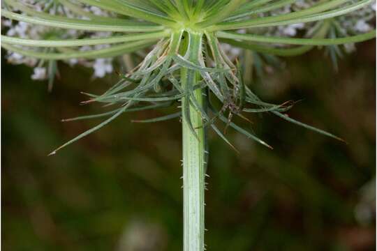 Image of Queen Anne's lace