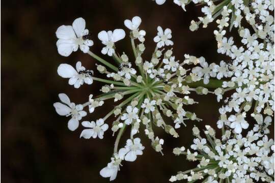 Imagem de Daucus carota L.