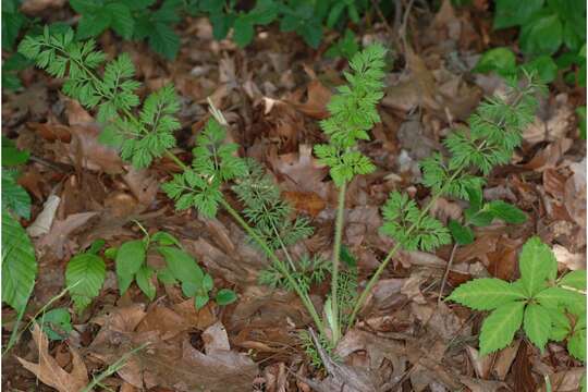 Imagem de Daucus carota L.