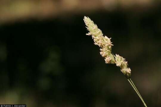 Image of Cocksfoot or Orchard Grass