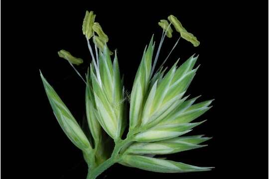 Image of Cocksfoot or Orchard Grass