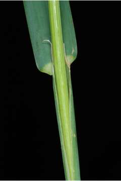 Image of Cocksfoot or Orchard Grass