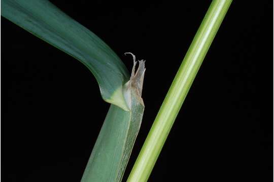 Image of Cocksfoot or Orchard Grass