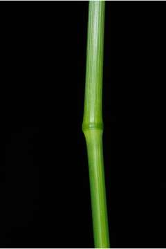 Image of Cocksfoot or Orchard Grass