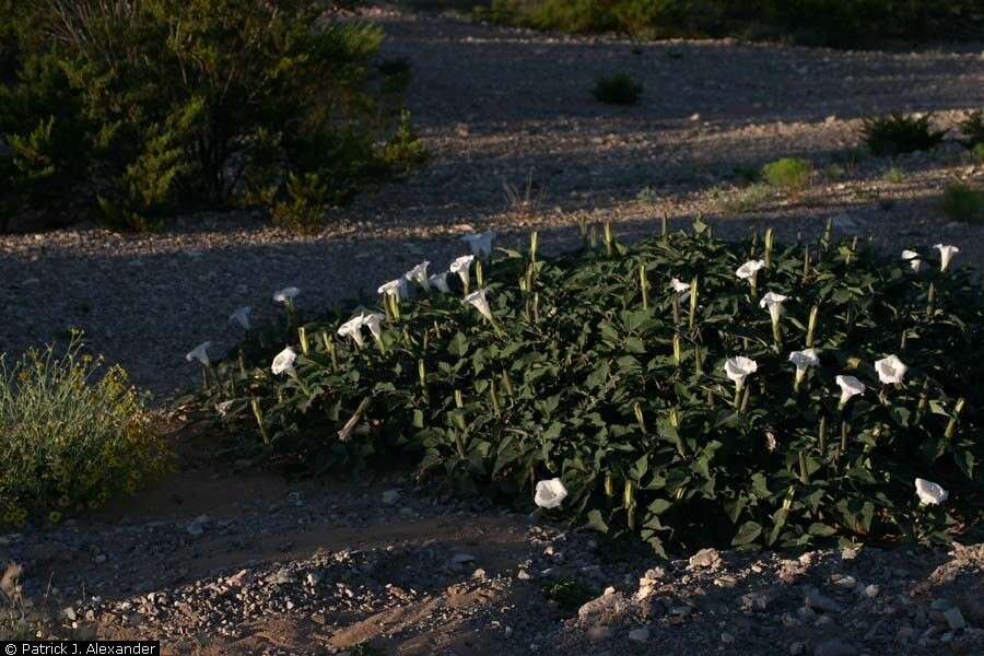 Image de Datura inoxia