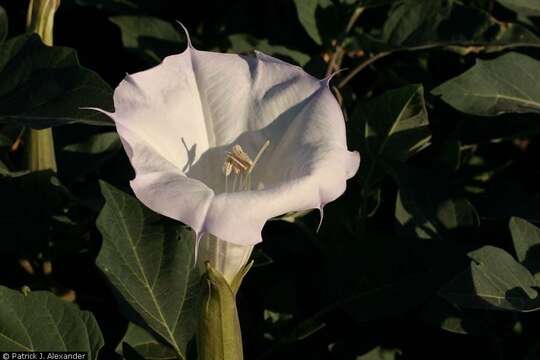 Plancia ëd Datura inoxia