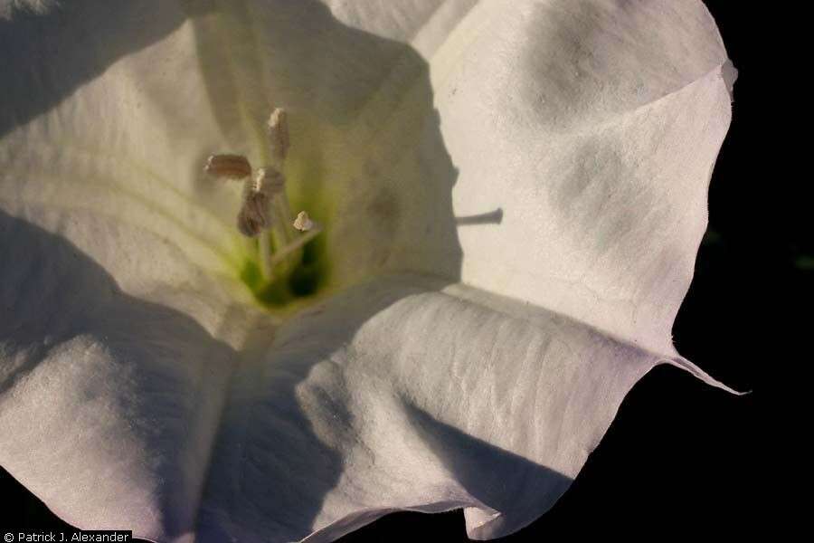 Image de Datura inoxia