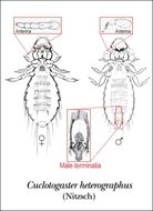 Image of Cuclotogaster