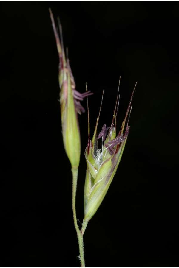 Imagem de Danthonia spicata (L.) Roem. & Schult.