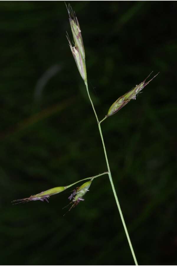 Image of poverty oatgrass