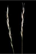 Image de Danthonia spicata (L.) Roem. & Schult.