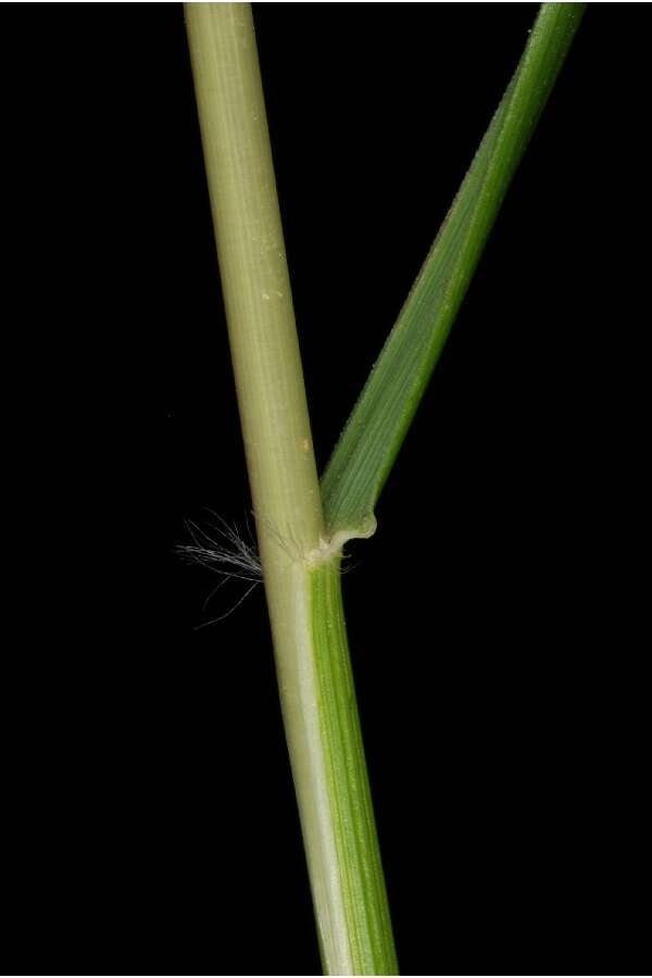 Image de Danthonia spicata (L.) Roem. & Schult.