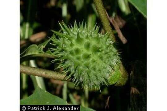 Image of jimsonweed