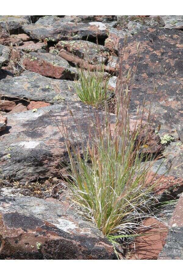 Image de Danthonia unispicata (Thurb.) Munro ex Macoun