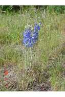 Image of Anderson's larkspur