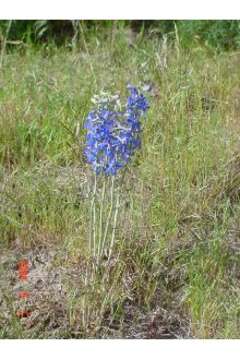 Image of Anderson's larkspur