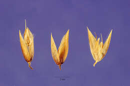 Imagem de Deschampsia atropurpurea (Wahlenb.) Scheele