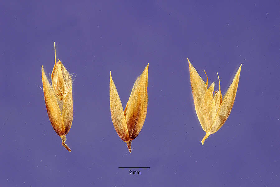 صورة Deschampsia atropurpurea (Wahlenb.) Scheele
