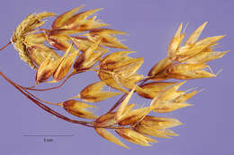 صورة Deschampsia atropurpurea (Wahlenb.) Scheele