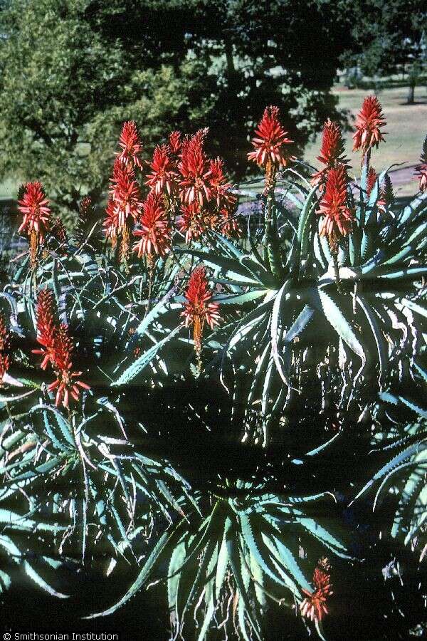 Image of candelabra aloe