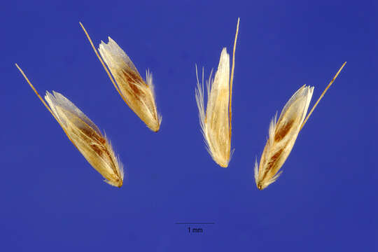 Image of Tufted Hair-grass