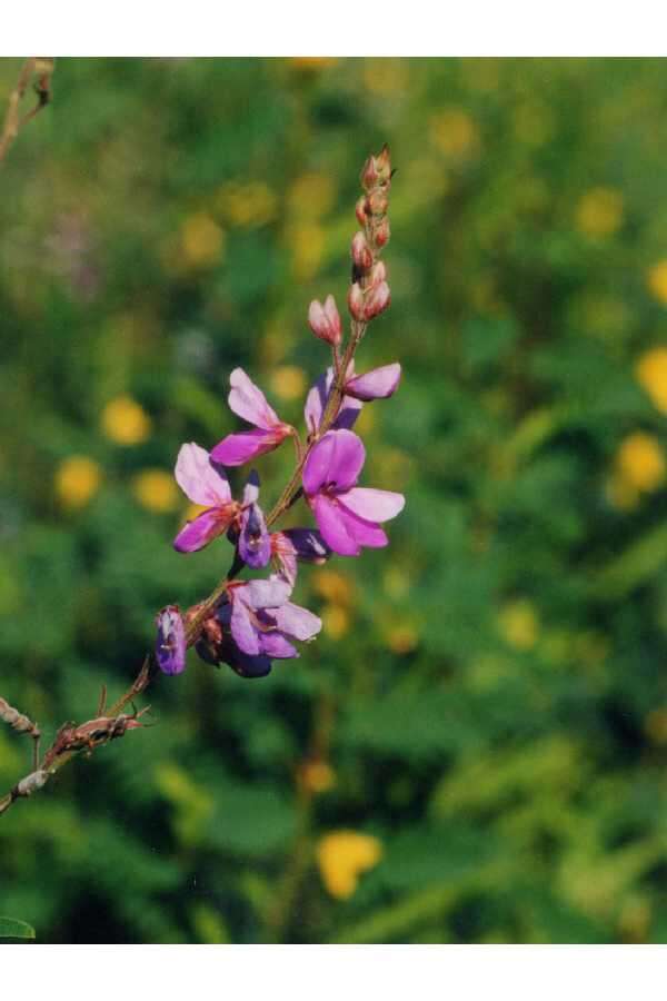 Image of showy ticktrefoil