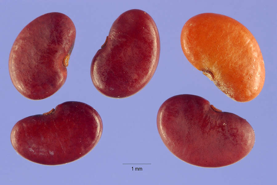 Image of hoary ticktrefoil