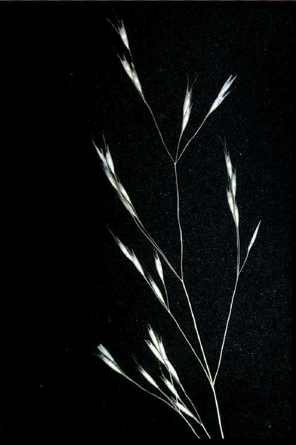 Image of annual hairgrass