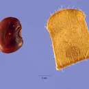 Image of Variable-Leaf Tick-Trefoil