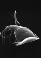 Image of Giardia