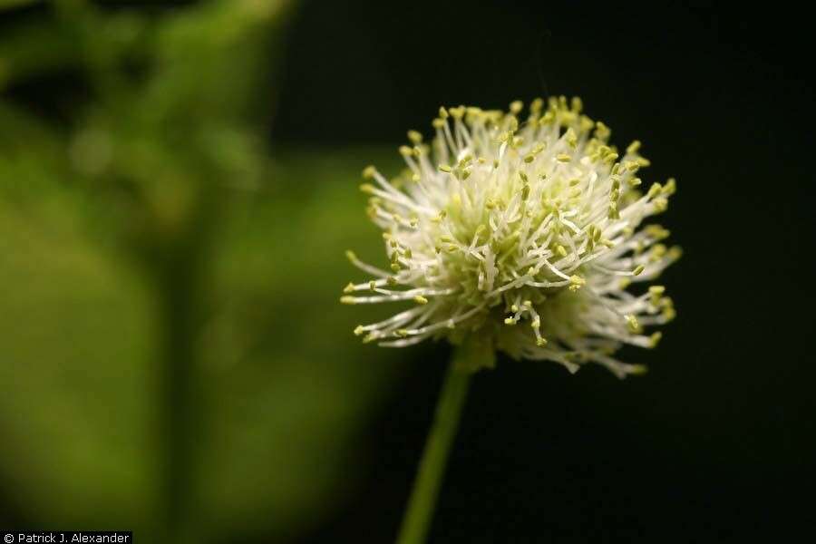 Image of Illinois bundleflower